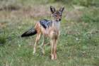 Portrait of a black-backed jackal-Canis mesomelas Masai Mara National Reserve-Kenya-Africa Art Print